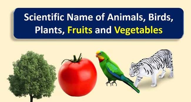 Scientific Names Of Plants And Animals Archives 